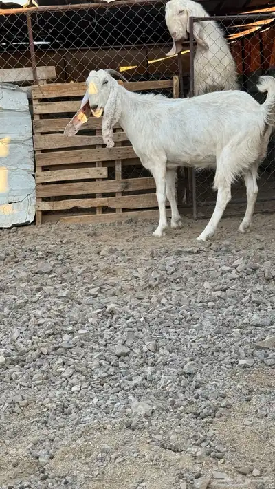 عنز مطوره. تم البيع 4