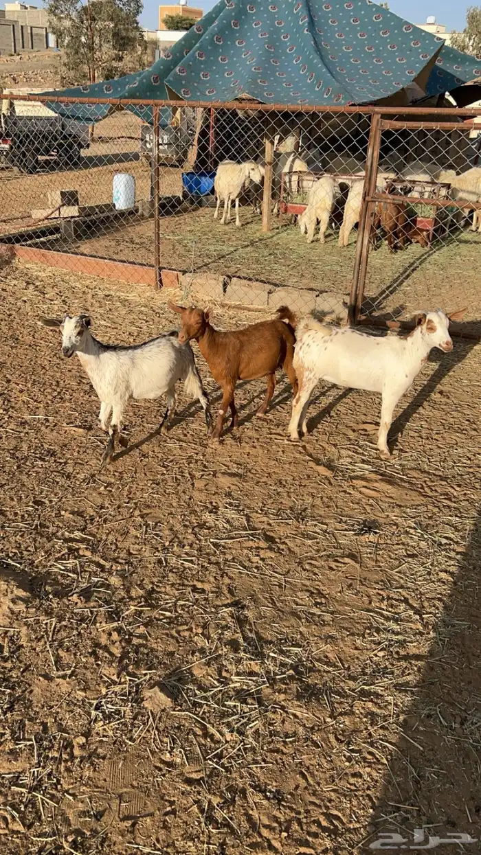 عنقان تم البيع 0