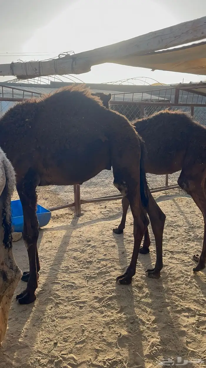 حشوان للبيع 2