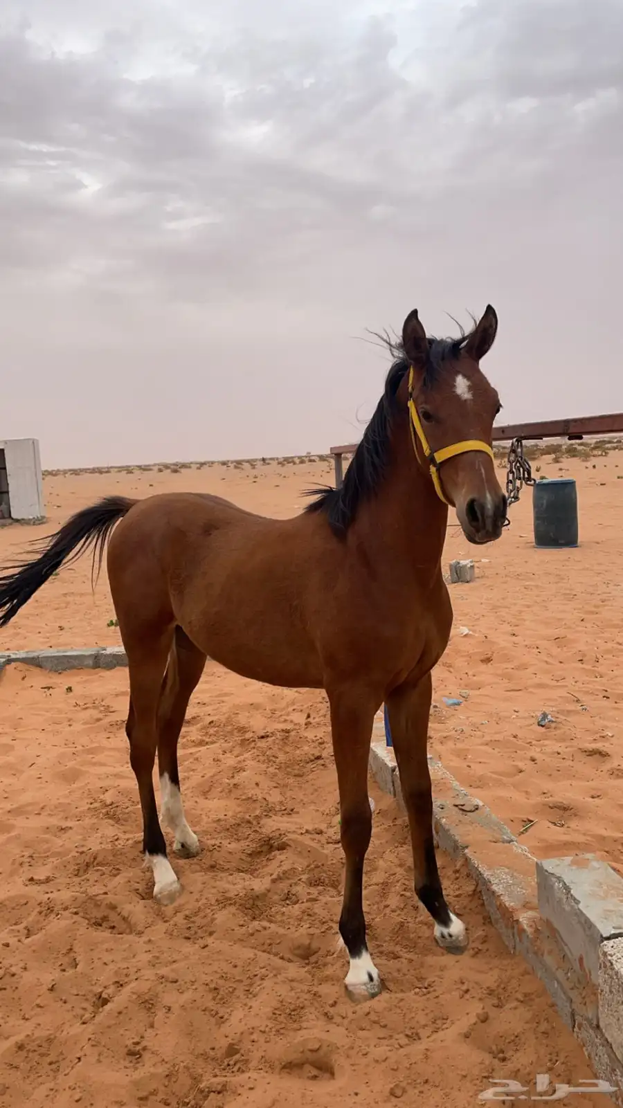 مهر شيخ 3