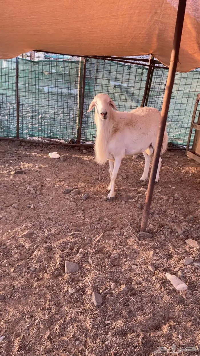 فحل حري 0