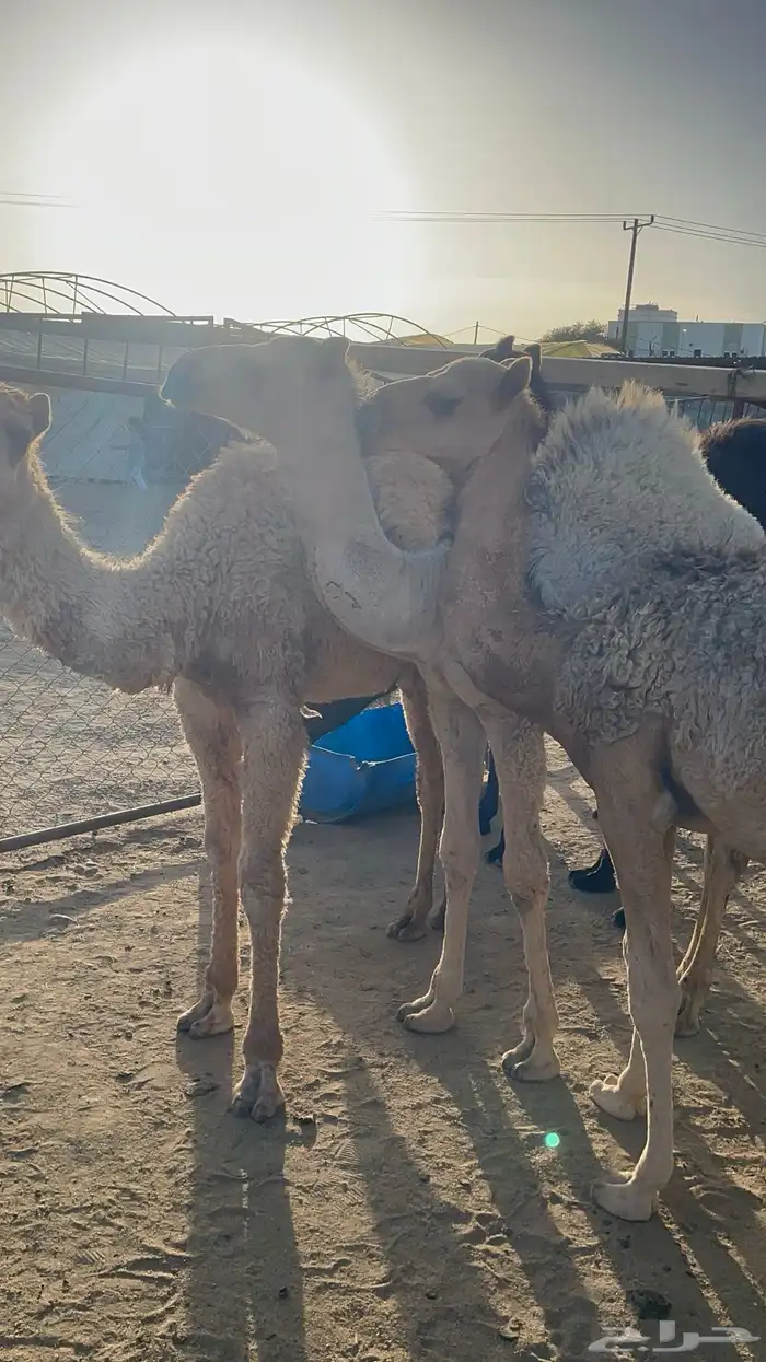 حشوان للبيع 1