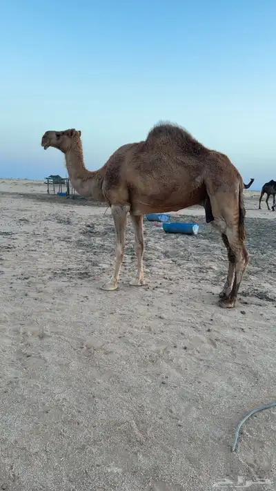 للبيع ناقة 1