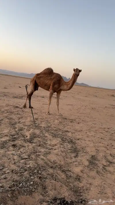 للبيع ناقة 0