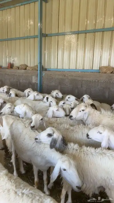 غنم 4