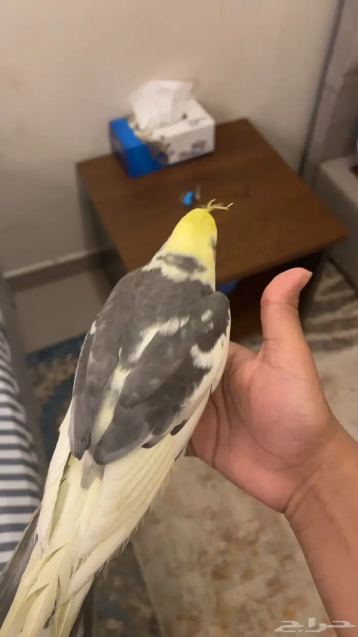 ببغا 0