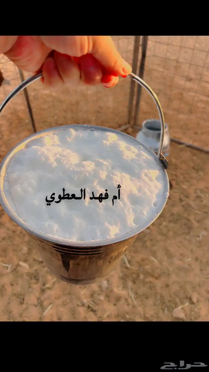 متوفر سمن غنم وزبدة غنم ولبن غنم شغل يومي 4