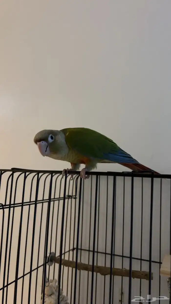 كنيور أناناس أليف(تم البيع) 3