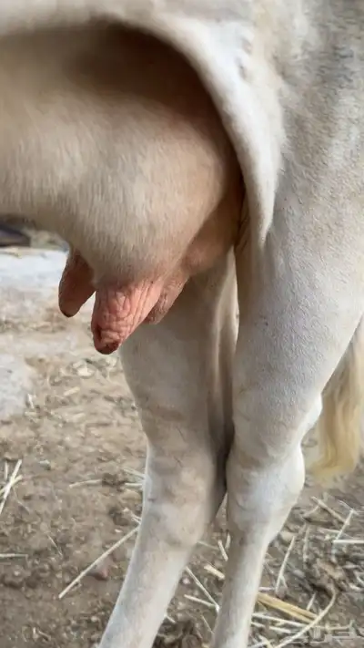 بقرة بلدي عليها حسيل 4
