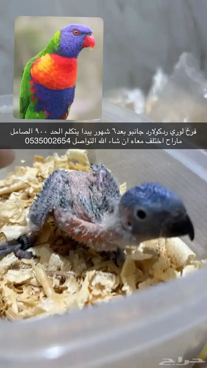 فرخ لوري 0