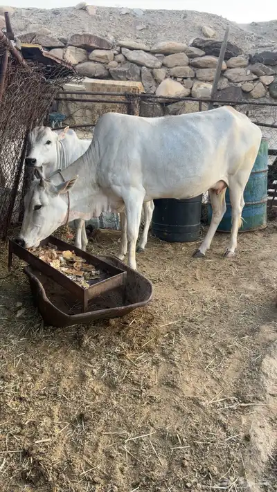 بقرة بلدي عليها حسيل 2