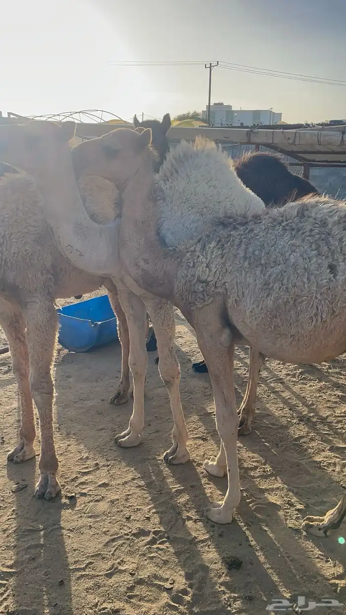 حشوان للبيع 0