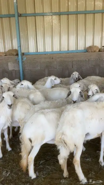 غنم 5