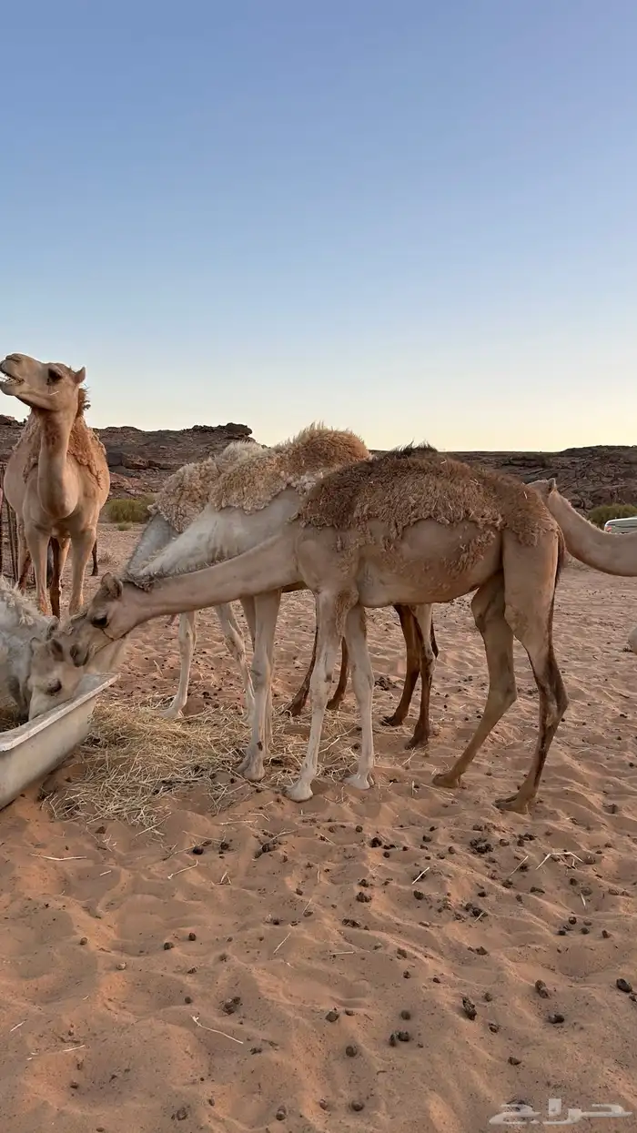 بكره حره للبيع 1