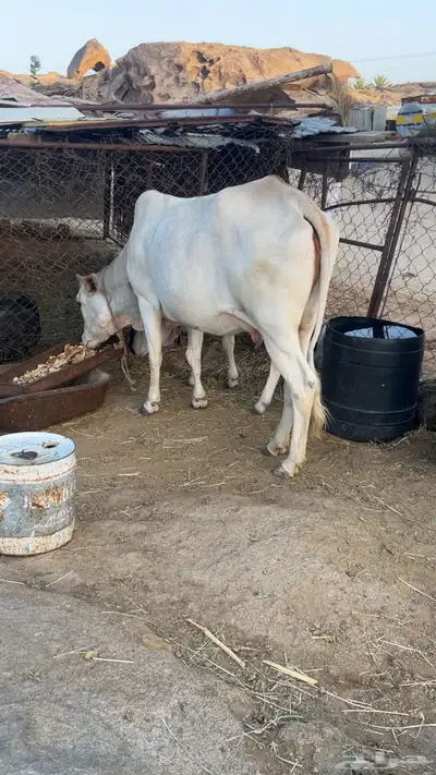 بقرة بلدي عليها حسيل 0