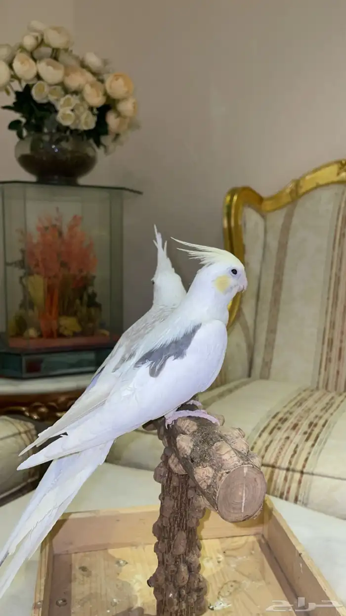 عرض لصاحب النوادر ((كروان جوز ))متكلم تم البيع 6