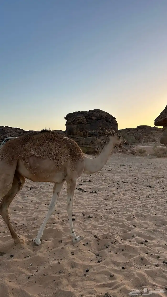 بكره حره للبيع 3