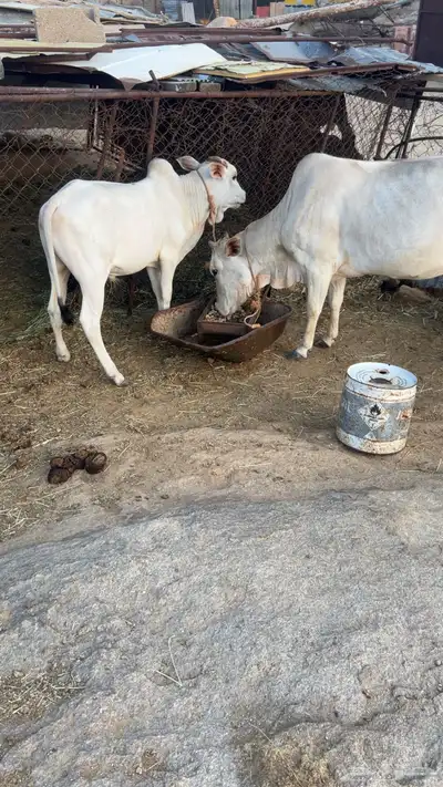 بقرة بلدي عليها حسيل 7