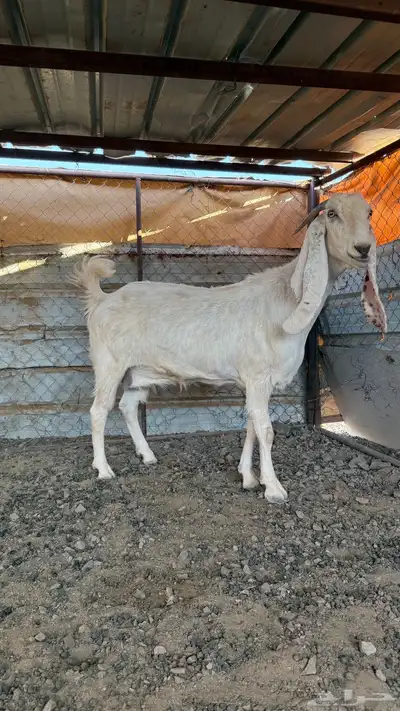 عنز مطوره. تم البيع 0