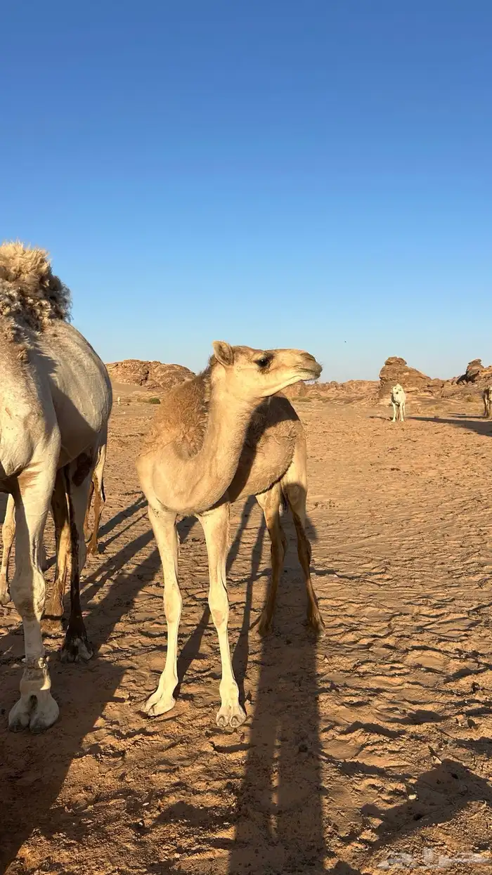 بكره حره للبيع 0