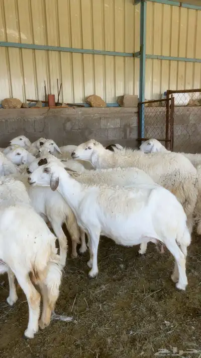 غنم 6