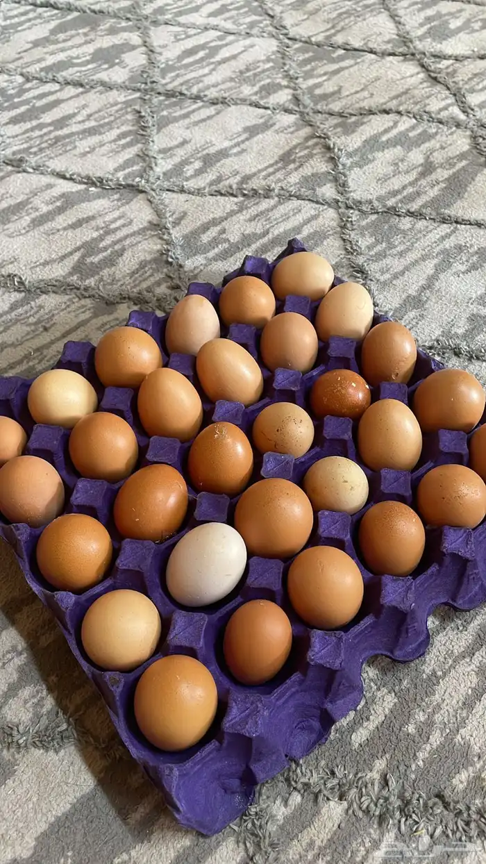 بيض لهمان مخصب 5