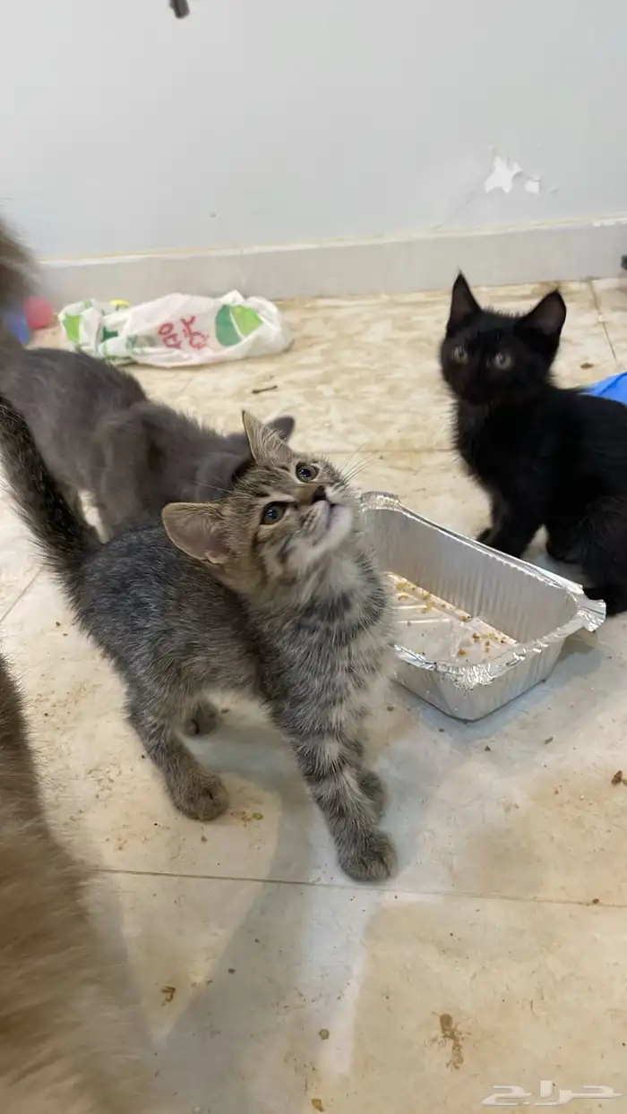 قطط شيرازيه بأي سعر البيع قريب 2