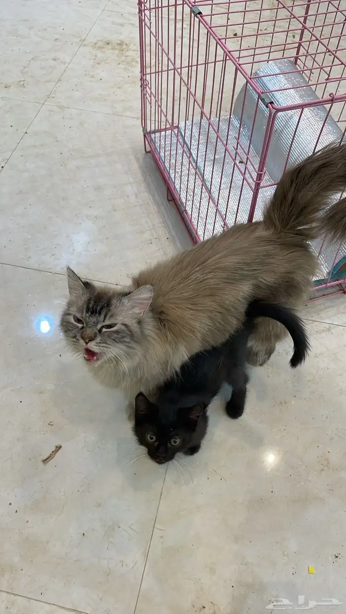 قطط شيرازيه بأي سعر البيع قريب 0