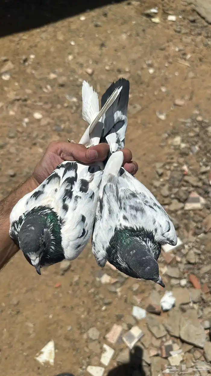 حمام باكستاني 2