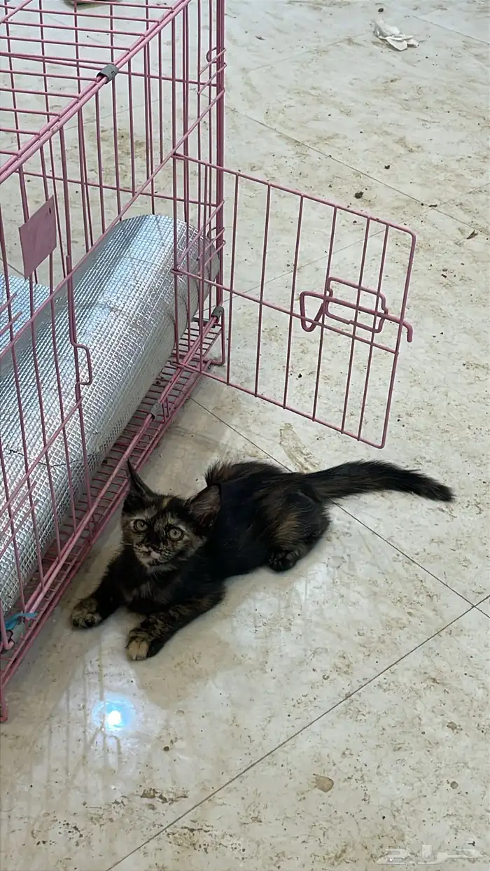 قطط شيرازيه بأي سعر البيع قريب 3