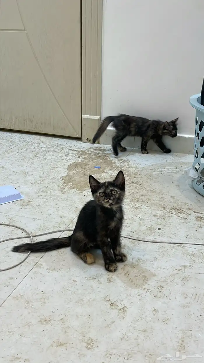 قطط شيرازيه بأي سعر البيع قريب 1