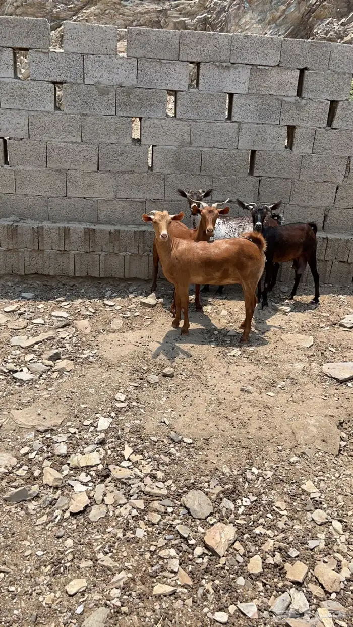جفره فاخره 0