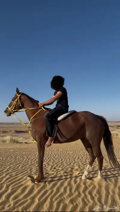 فرس شقراء انقليزي 0
