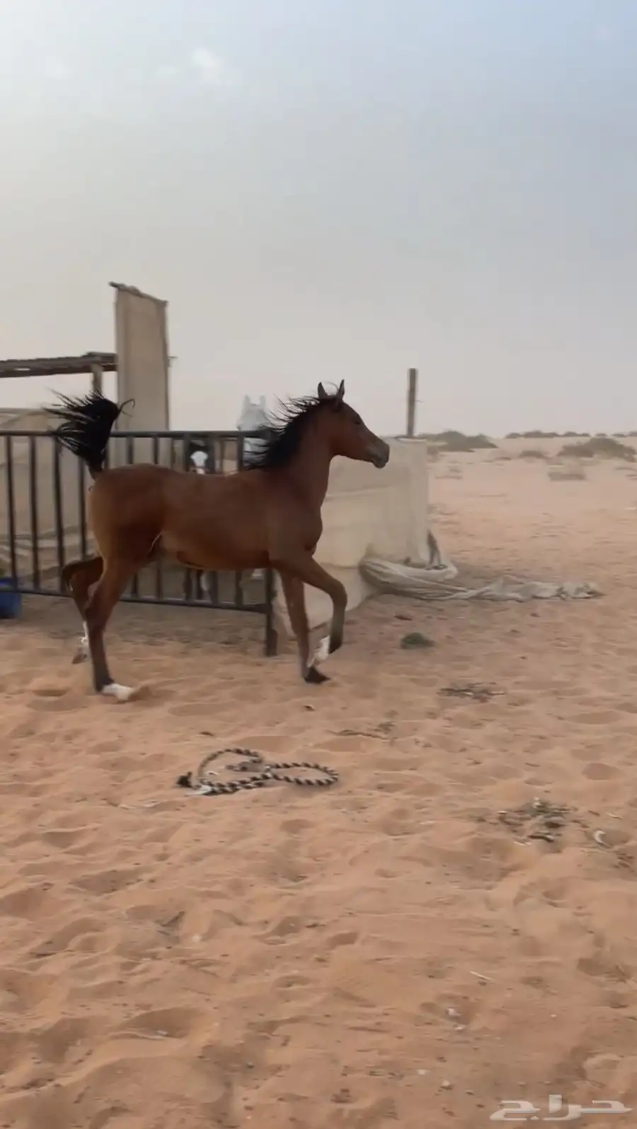 مهر شيخ 1