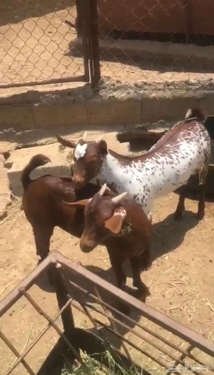 تيوس. (تم البيع) 0