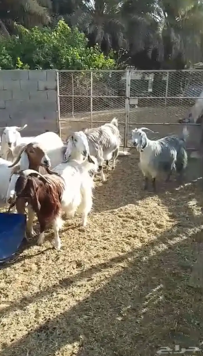 ابو تركي صبحكم بمعزى طيبة مره دفيع ووليد وموجود الان بالخرج 2