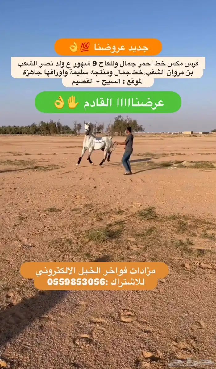 فرس للقاح 9 شهور خط جمال 0