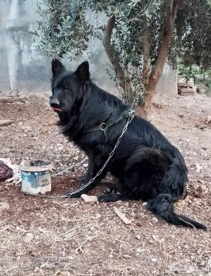 كلب جيرمن رويال بلاك 0
