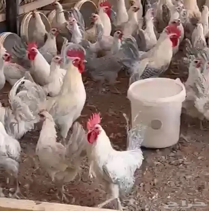 دجاج المنيوم بياض سلاله صافيه من الكويت 1