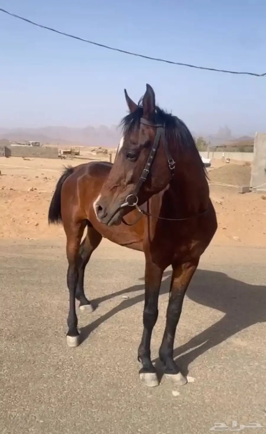 حصان شعبي سليم من كل شي طبعه شرط 0