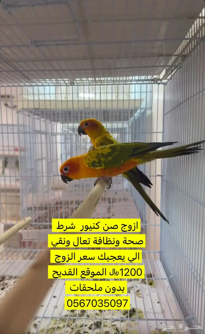ازوج صن كنيور 0