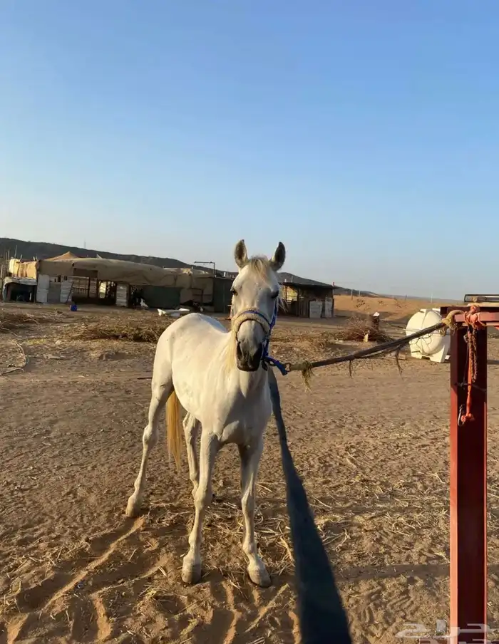 خيل شعبي السوم وصل 2500وقريب البيع 0