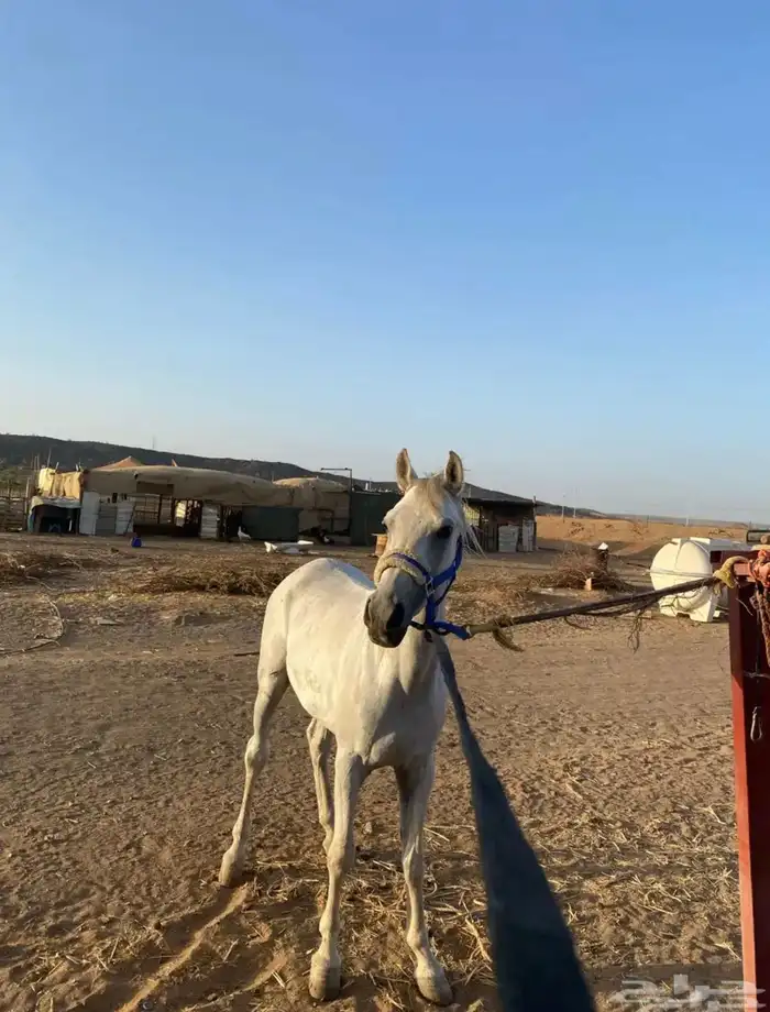 خيل شعبي السوم وصل 2500وقريب البيع 3