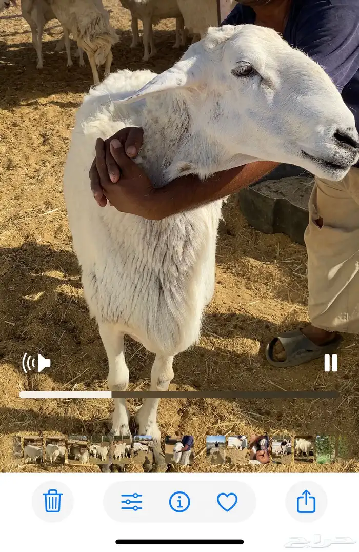 فحل حري فاخر وانتاجه فاخر 1