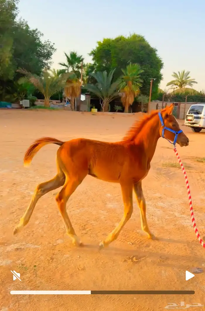 مهره جميله للبيع ( تم البيع ) 0