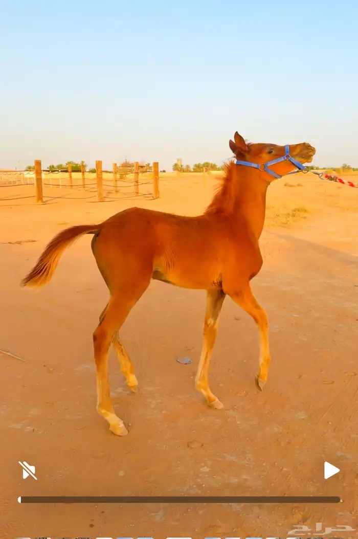 مهره جميله للبيع ( تم البيع ) 3
