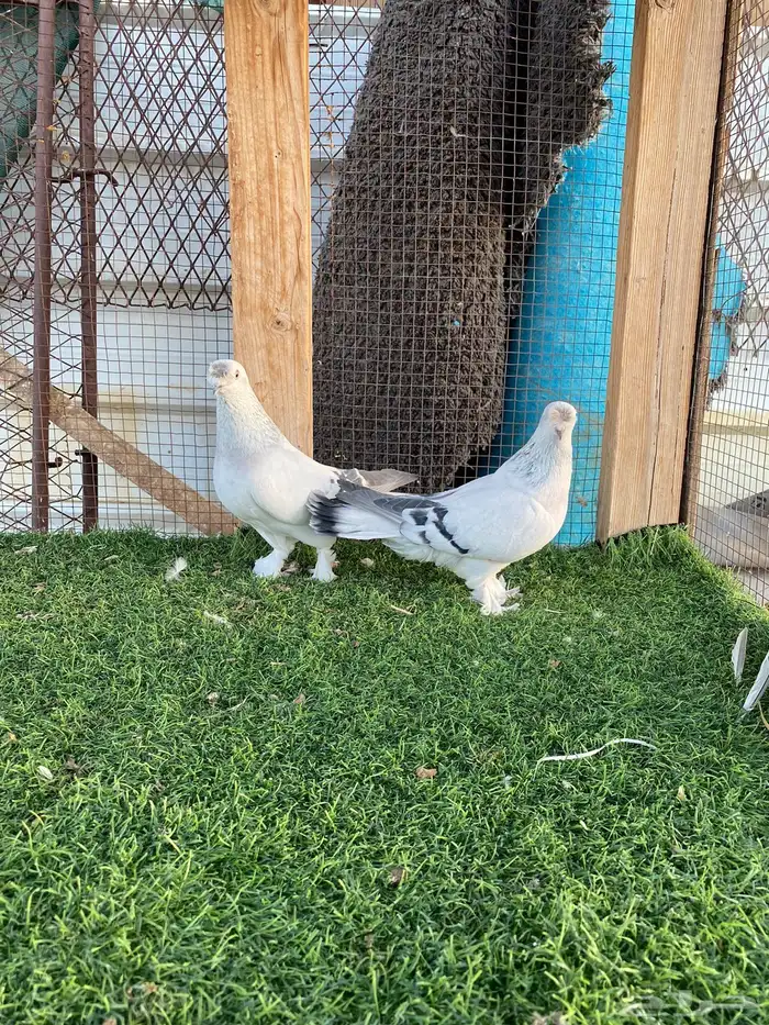 جوز ثلجي كرست تم البيع 3