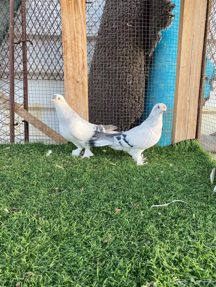 جوز ثلجي كرست تم البيع 0