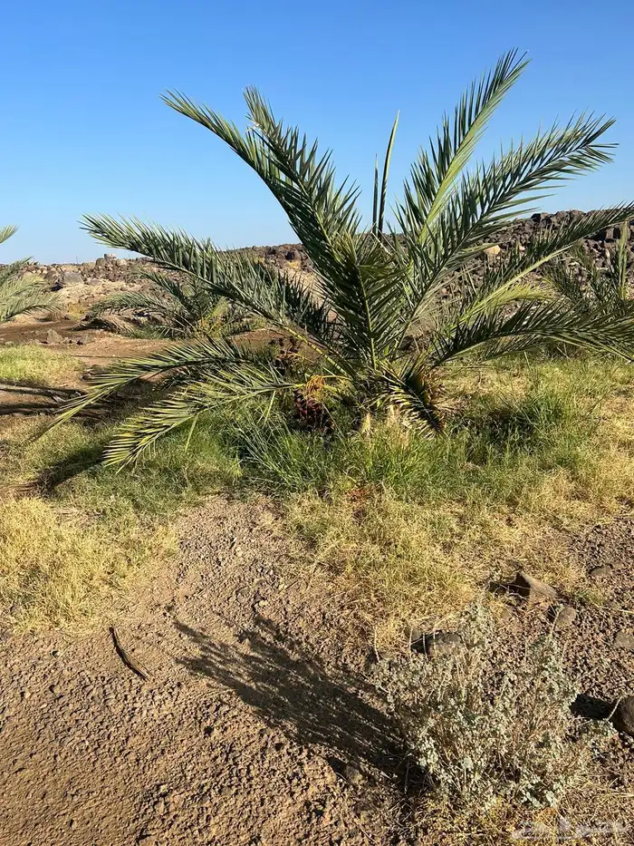 مزرعه للبيع 15