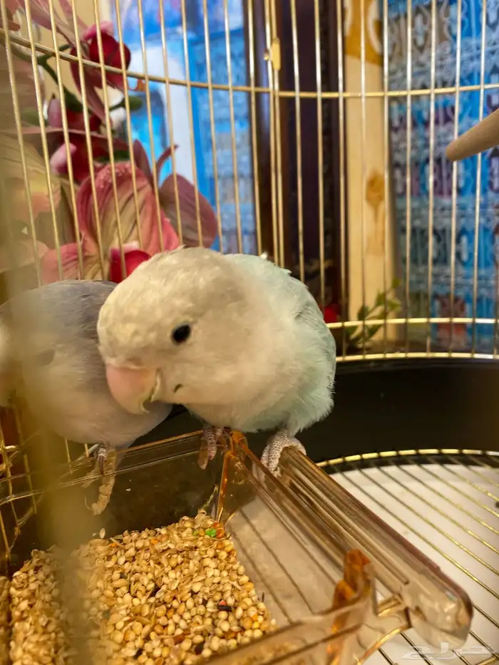 طيور ببغاء الروز 0